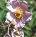 Anemone hupehensis