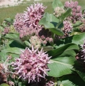 Asclepias speciosa 