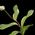 Maianthemum japonicum 'Komorebi'