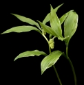 Maianthemum japonicum 'Kaku'