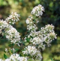 Abelia chinensis