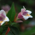Abelia engleriana