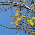 Acer catalpifolium 