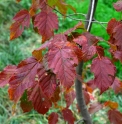 Acer ginnala