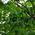 Aesculus turbinata