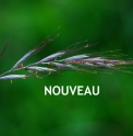 Agropyron tsukushiense var.transiense