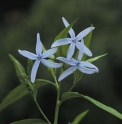 Amsonia elliptica