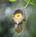 Aristolochia  manshuriensis 