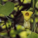 Aristolochia  manshuriensis 
