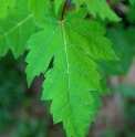 Acer barbinerve