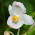Begonia sp. (Chine)