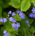 Brunnera macrophylla 'Jack Frost'