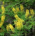 Caesalpinia japonica