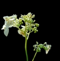 Cardiandra alternifolia 'White form'