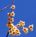 Chimonanthus praecox