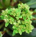 Chrysosplenium macrophyllum 'Green form'
