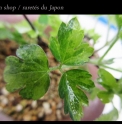 Clematis apiifolia 'Les Avettes'