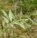 Fraxinus angustifolia 'Variegata'