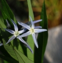 Amsonia tabernaemontana var.salicifolia