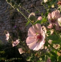 Alcea x Parkallee