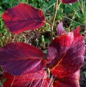 Hamamelis x intermedia 'Antoine Kort' 