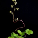 Heuchera micrantha var. diversifolia