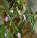 Holboellia linearifolia 