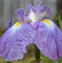 Iris ensata CV4
