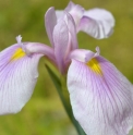 Iris ensata 'Fuschiana'