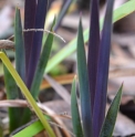 Iris x robusta 'Dark Aura'