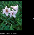 Lilium japonicum 'Albomarginatum'
