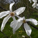 Magnolia praecosissima JP1477