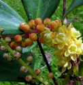 Mahonia sp. Yunnan