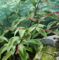 Persicaria virginiana 'Compton's form'
