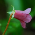 Rhododendron campylogynum 