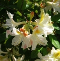Rhododendron japonicum f.album RU4422