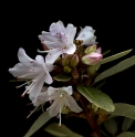 Rhododendron racemosum DS236