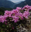 Rhododendron taiwanalpinum CMBTW1726
