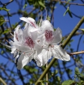 Rhododendron yunnanense DS318