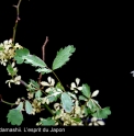 Rosa multiflora 'Shiro Akebono'