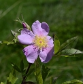 Rosa palustris