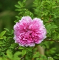 Rosa roxburghii 'Plena'