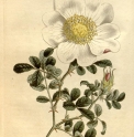 Rosa bracteata CMBJP1888