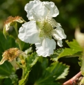 Rubus trifidus 