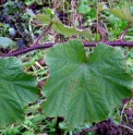Rubus sp. (parkeri)