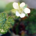 Rubus pectinellus 'Tricolor' BSWJ1669b