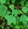 Rubus peltatus