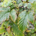 Rubus ribisoideus CBKR1238