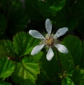 Rubus rubrisetulosus CBCH182