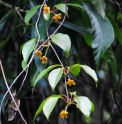 Schisandra arisanensis subsp.viridis